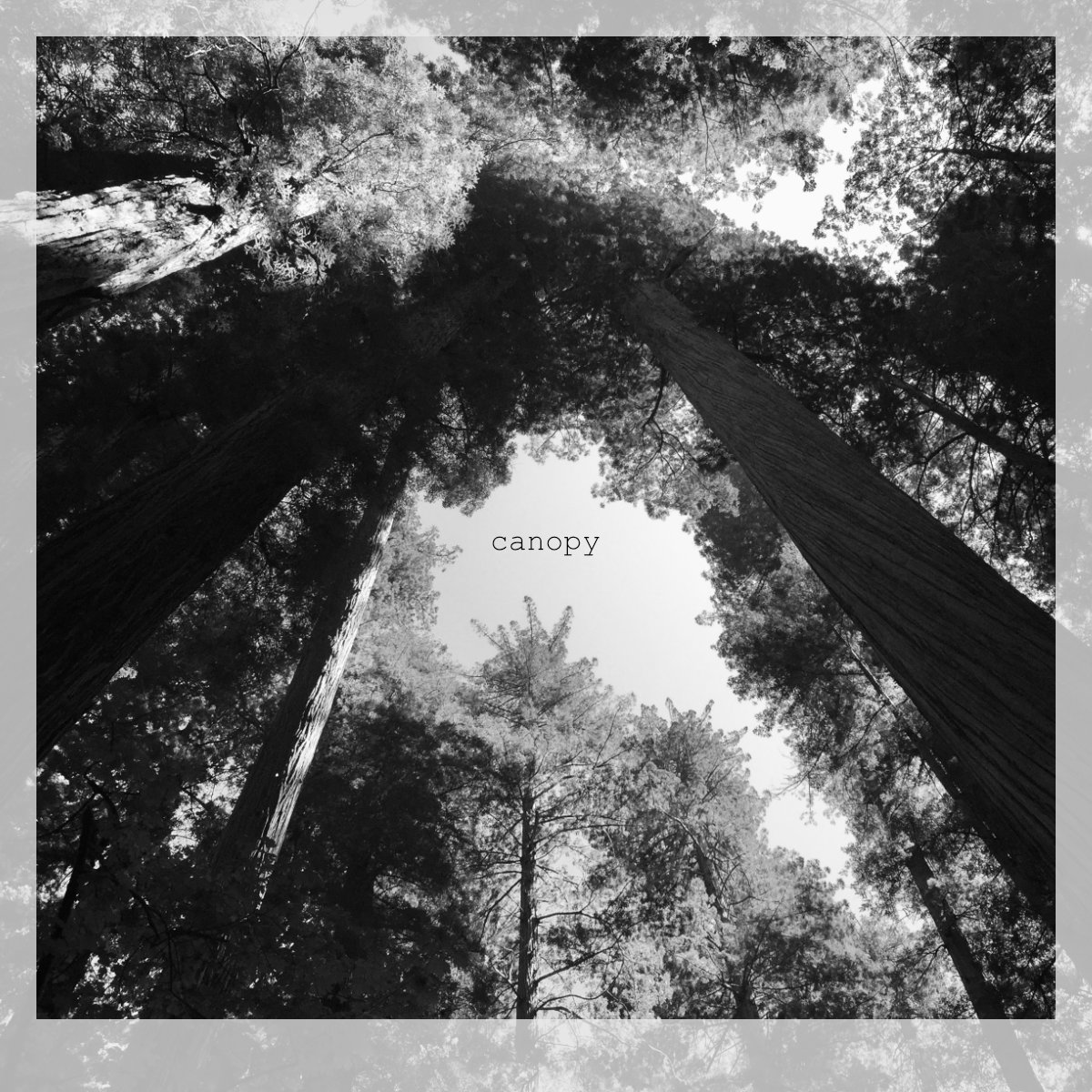 Canopy album art